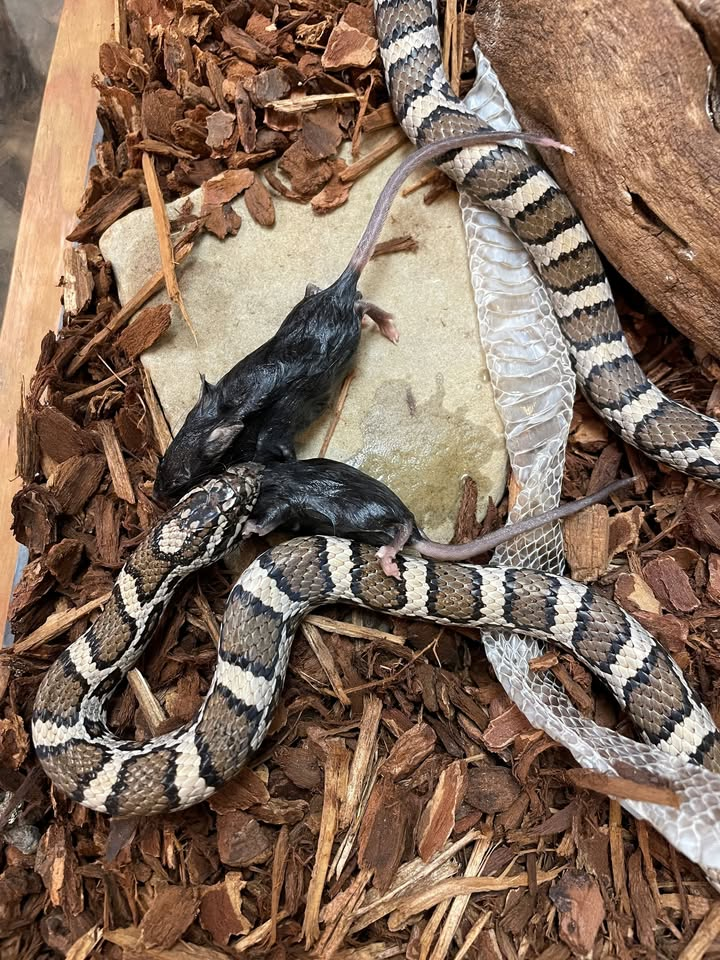Feeding Day