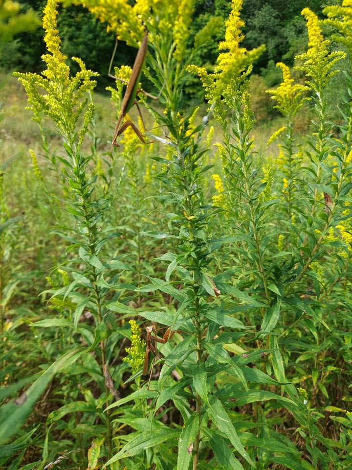 Sandusky Headwaters Hike
